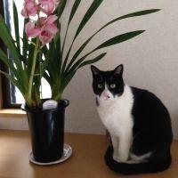 nekomotoさん