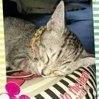 カピ虎 会員画像