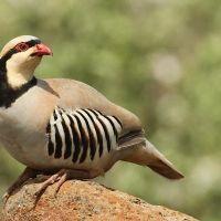 犬猫愛護オアシスの会 会員画像