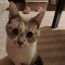 しゃむねこ