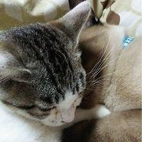 にゃんだふるわん 会員画像