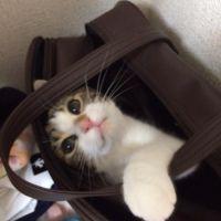 ちゃあべえ 会員画像