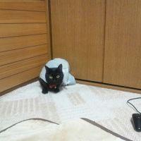 かめきち1号 会員画像