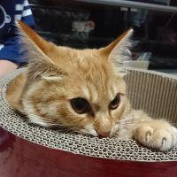会員画像