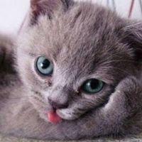 こーです 会員画像