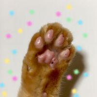 もも桜猫 会員画像