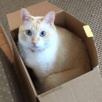 kitty♡ 会員画像