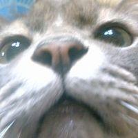 プチヤン 会員画像