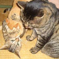 フー 会員画像
