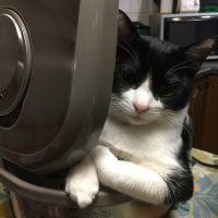 ぴーぽん 会員画像