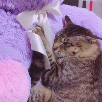 はながさくらげ 会員画像
