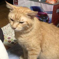さやたそ 会員画像