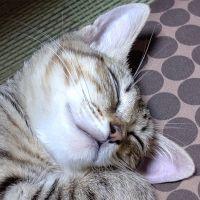 カズ( ˇωˇ ) 会員画像