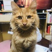 ドマーニ 会員画像