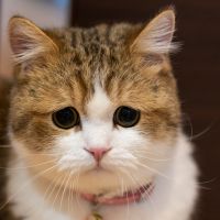 チョコとフィガロ 会員画像