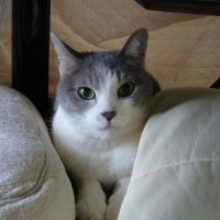 アラキ 会員画像
