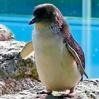 タキシードペンギン 会員画像