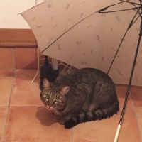 よこま 会員画像
