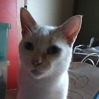 チャオパパさん