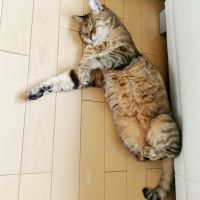 ようにこ 会員画像