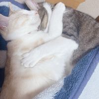 えぺさん