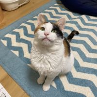 ねこにゃん30さん