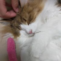 りんくねこ 会員画像
