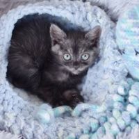 Hadano Cat Vet 会員画像