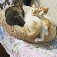 ソイねこ 会員画像