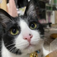 ちけねこさん