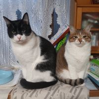 猫活ママ 会員画像