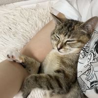こちたん