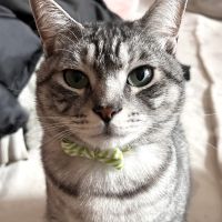 さはらこ 会員画像