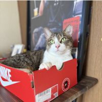 ジョメさん