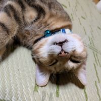 さくじろうさん