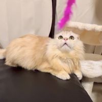 ゆめさぶろうさん