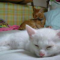 まんのんかか 会員画像