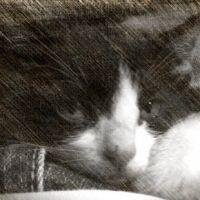 らんず 会員画像