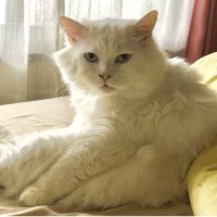 ガブちゃんさん