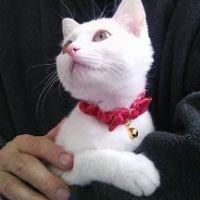 tooticky 会員画像