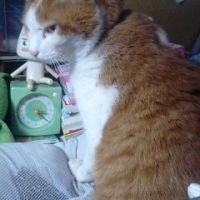 やなぎこあみ 会員画像