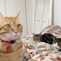 はなたま 会員画像