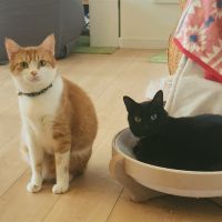 歩くぽっぽさん