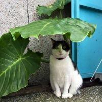 ムジ 会員画像