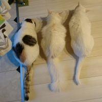 しろねこ香川さん