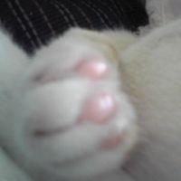しあ猫 会員画像