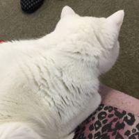 あやねこリラックス 会員画像