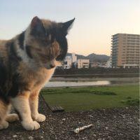 とろねこみ 会員画像