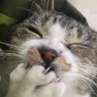 雉猫一味さん