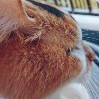 にゃんプチ 会員画像